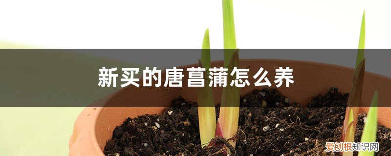 唐菖蒲的养殖方法和注意事 新买的唐菖蒲怎么养
