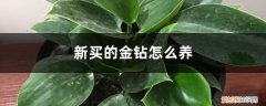 家里养金钻好还是红钻好 新买的金钻怎么养