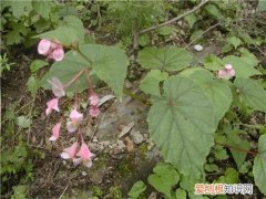 断肠花长啥样 传说毒性很猛是真的吗