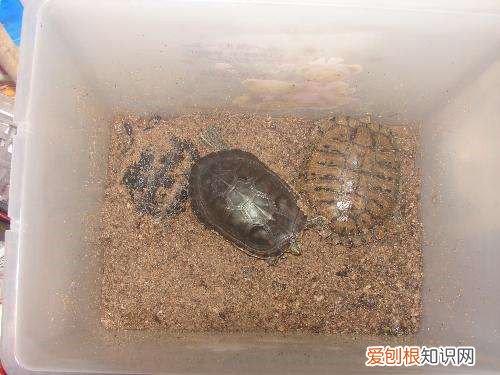 巴西龟冬眠怎么养 冬眠后注意事项有哪些