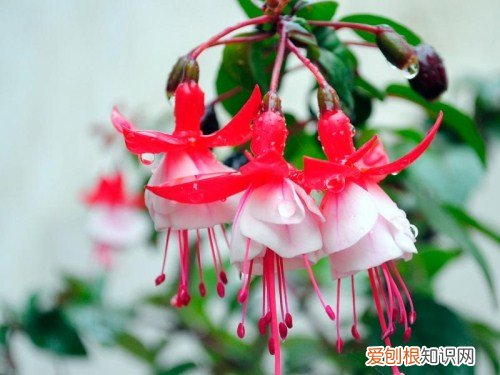 吊金钟的养殖方法 吊金钟花该怎么护理