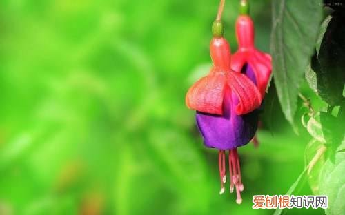 吊金钟的养殖方法 吊金钟花该怎么护理