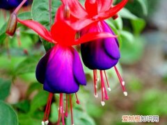 吊金钟的养殖方法 吊金钟花该怎么护理