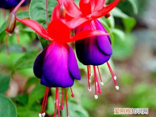 吊金钟的养殖方法 吊金钟花该怎么护理