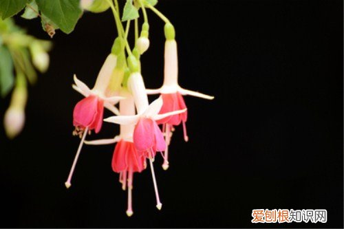 吊金钟的养殖方法 吊金钟花该怎么护理