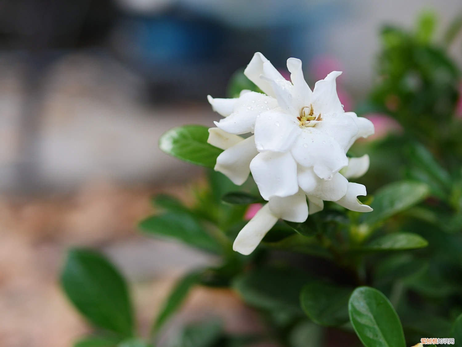 怎样养好栀子花栀子花 怎样养好栀子花
