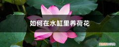 水缸怎么种荷花植 家养 如何在水缸里养荷花