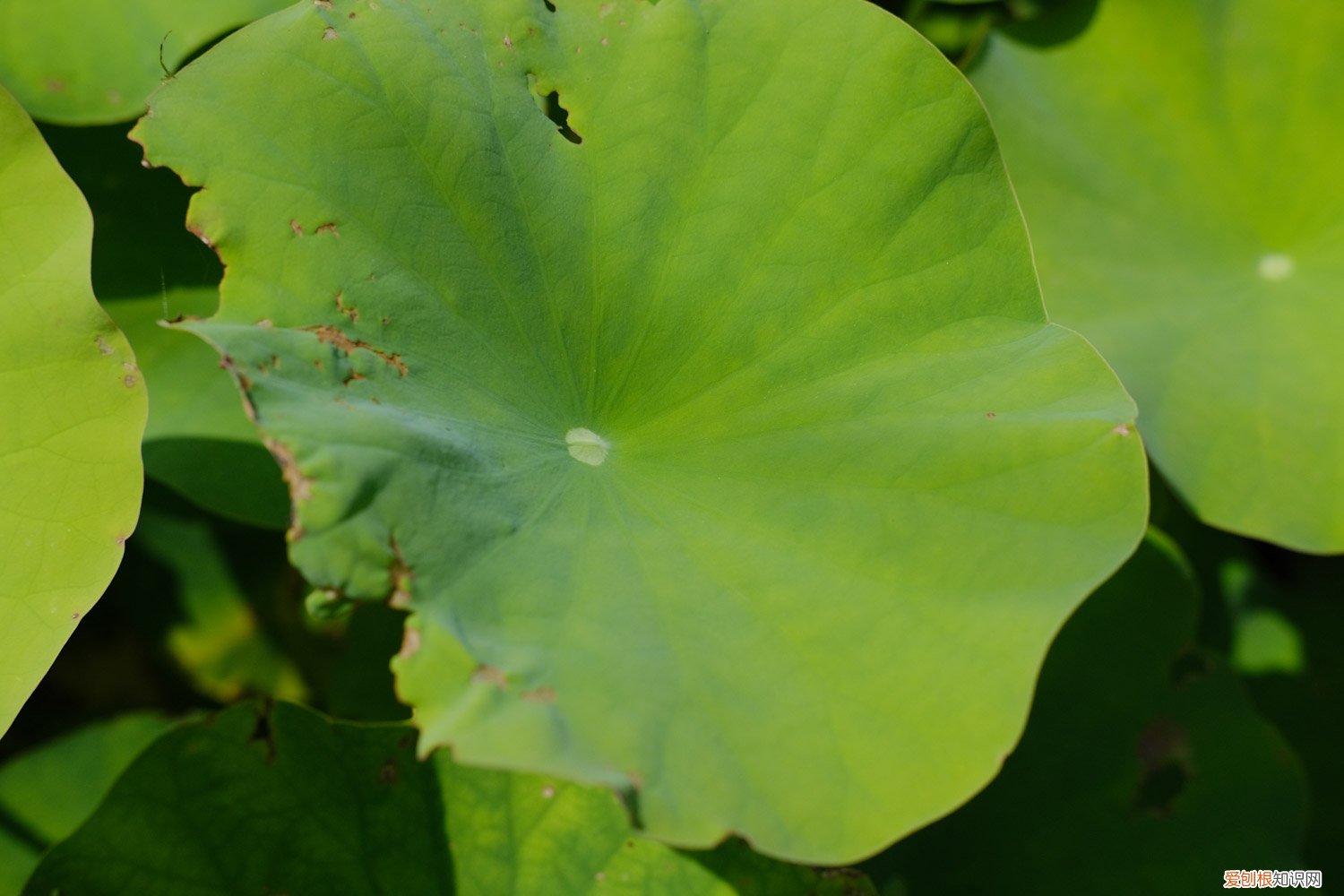 水缸怎么种荷花植 家养 如何在水缸里养荷花