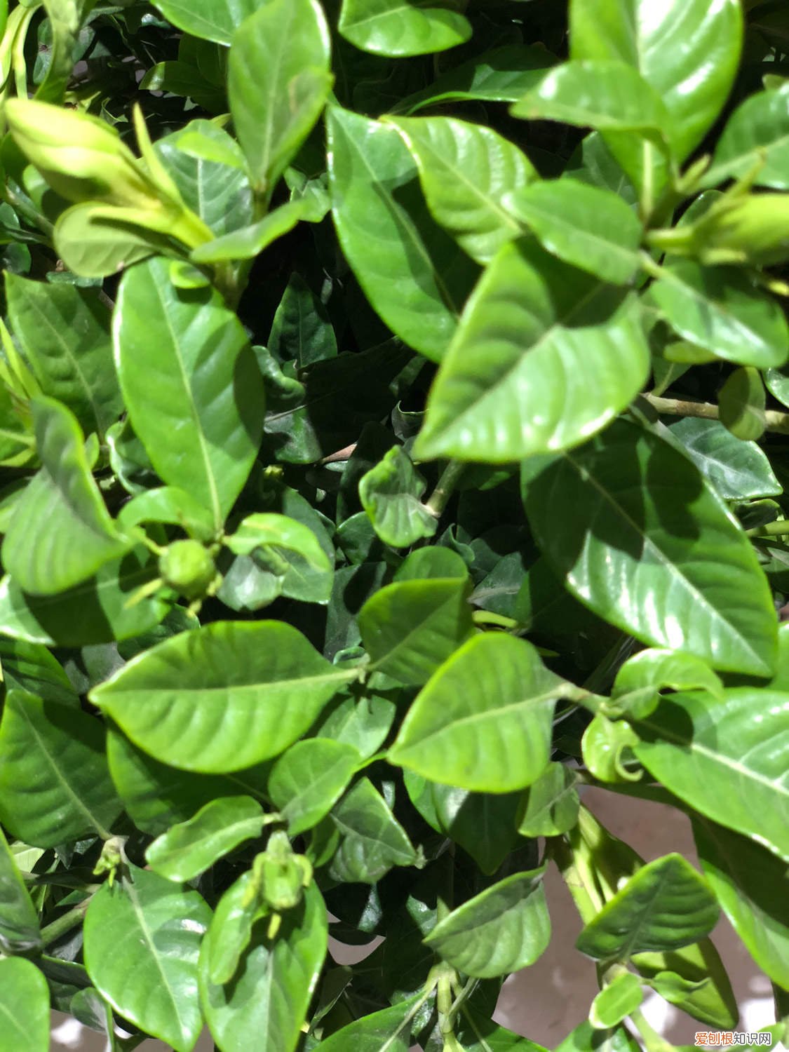 怎么养栀子花盆栽 如何养栀子花盆栽
