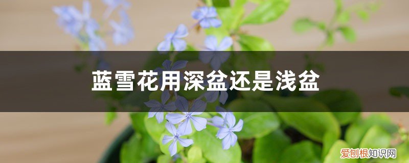 蓝雪花深盆还是浅盆栽 蓝雪花用深盆还是浅盆