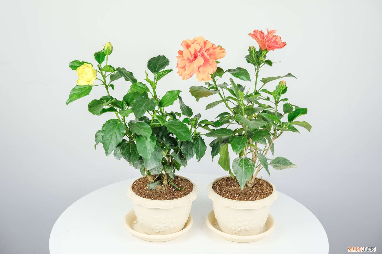 扶桑花怎么养家庭养法 扶桑花怎么养