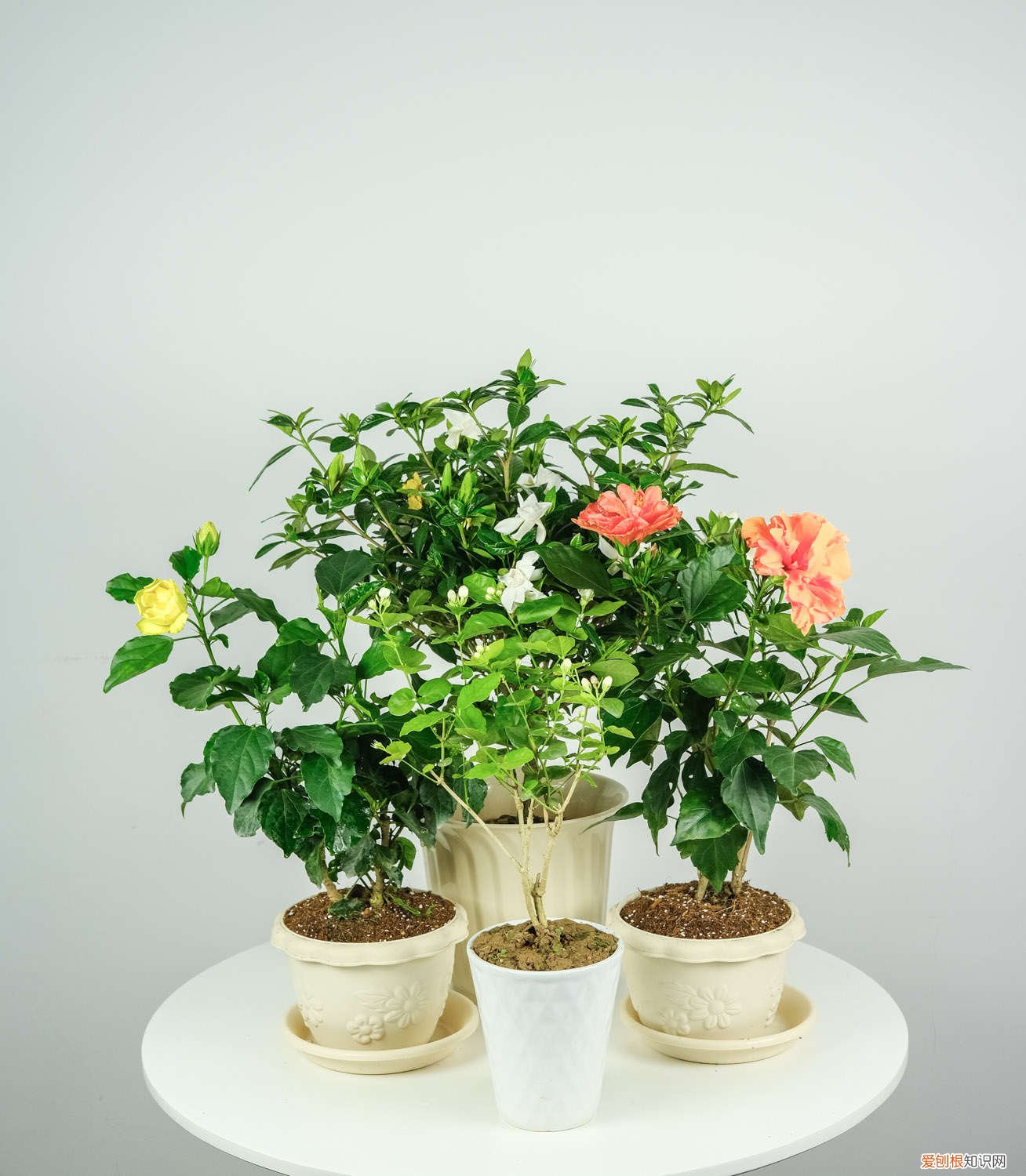 扶桑花怎么养家庭养法 扶桑花怎么养