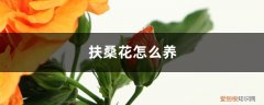 扶桑花怎么养家庭养法 扶桑花怎么养