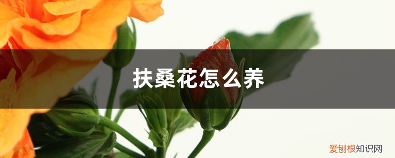 扶桑花怎么养家庭养法 扶桑花怎么养