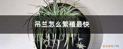 吊兰怎么繁殖? 吊兰怎么繁殖最快