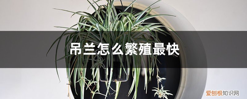 吊兰怎么繁殖? 吊兰怎么繁殖最快