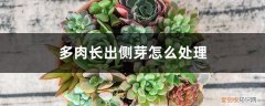 多肉长出来的侧芽怎么处理 多肉长出侧芽怎么处理
