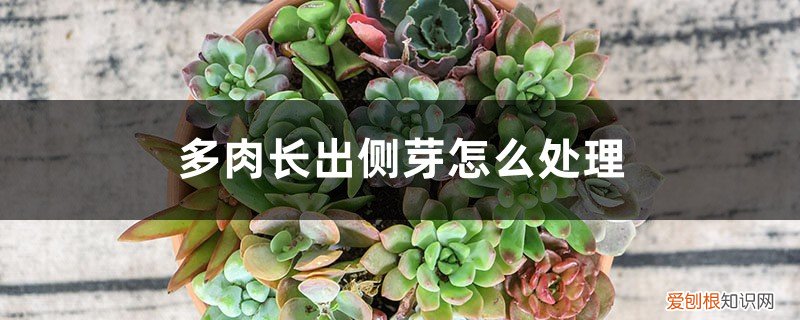 多肉长出来的侧芽怎么处理 多肉长出侧芽怎么处理