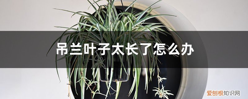 吊兰叶子长太长怎么办 吊兰叶子太长了怎么办