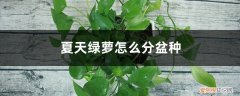 土培绿萝怎么分盆 夏天绿萝怎么分盆种