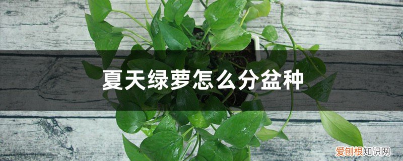 土培绿萝怎么分盆 夏天绿萝怎么分盆种
