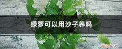绿萝用沙子栽可以吗 绿萝可以用沙子养吗