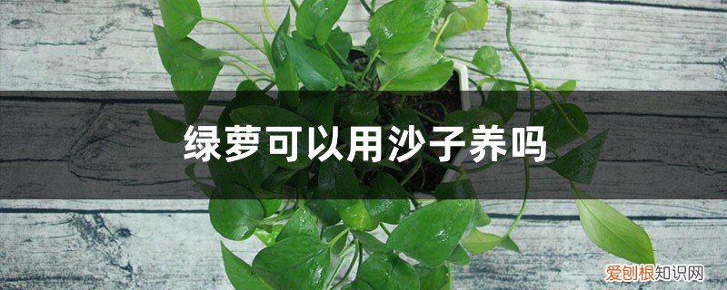 绿萝用沙子栽可以吗 绿萝可以用沙子养吗