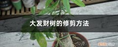 大发财树的修剪方法图解 大发财树的修剪方法