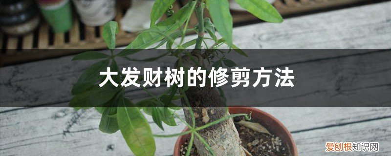 大发财树的修剪方法图解 大发财树的修剪方法