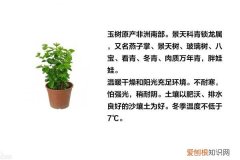 玉树的养殖方法和注意事项 这样养玉树长得好