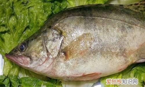 桂鱼做法有几种 桂鱼多少钱一斤