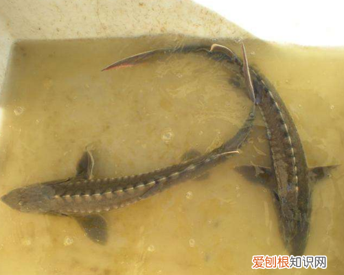 鲟鱼图片欣赏 鲟鱼的营养价值有哪些