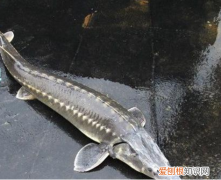 鲟鱼图片欣赏 鲟鱼的营养价值有哪些