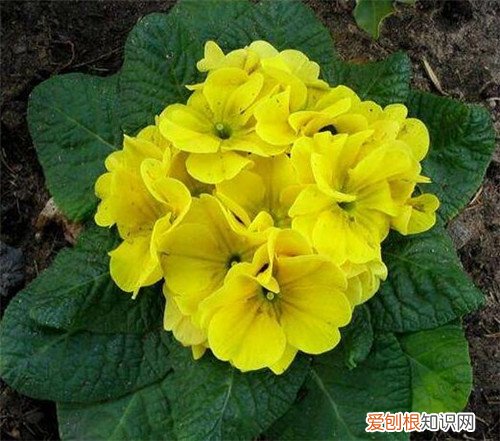 花卉专用肥都有哪些 花卉施肥时间一般是什么时候