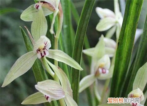 花卉专用肥都有哪些 花卉施肥时间一般是什么时候