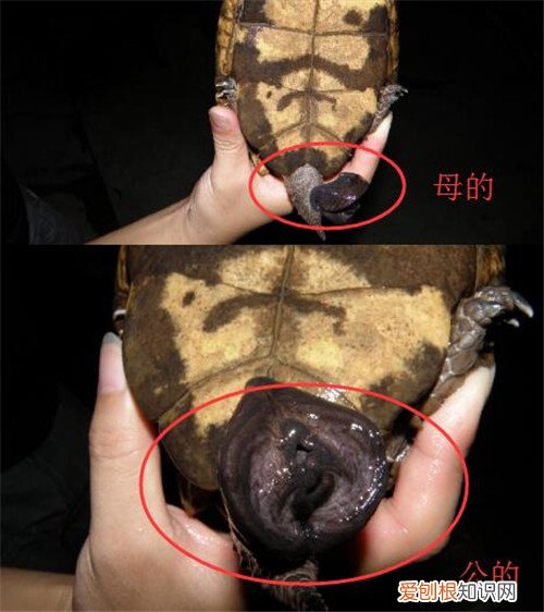 巴西龟怎么分公母 4张图让你轻松分清公母巴西龟