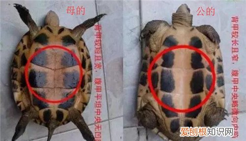 巴西龟怎么分公母 4张图让你轻松分清公母巴西龟