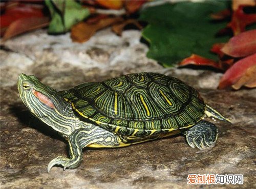 巴西龟怎么分公母 4张图让你轻松分清公母巴西龟