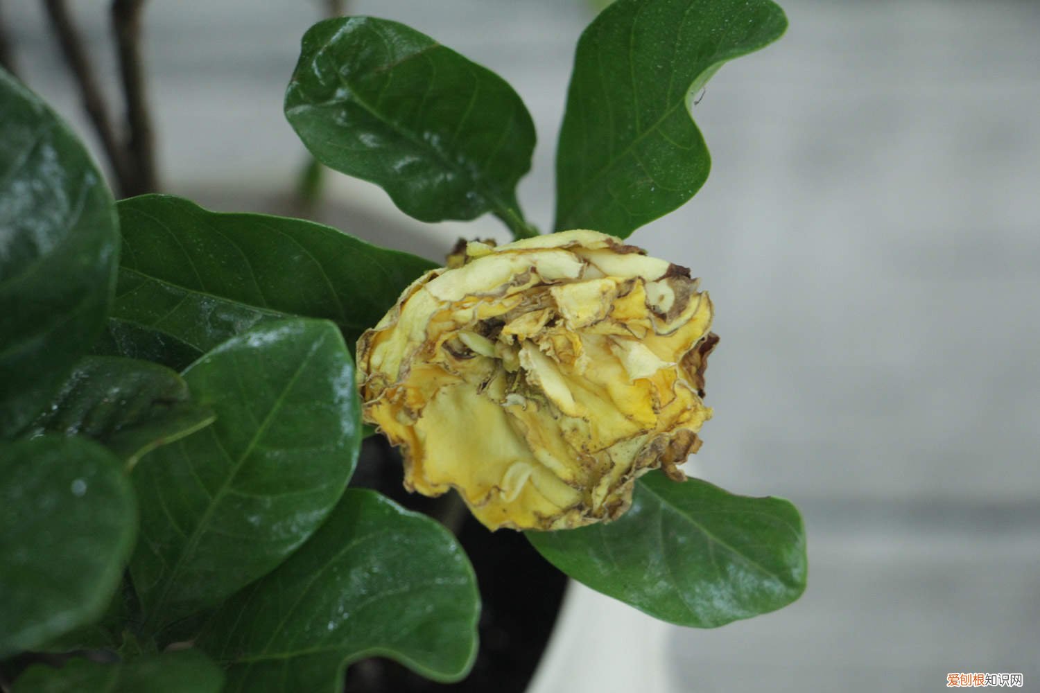 小叶栀子花要怎么养才好 小叶栀子花要怎么养