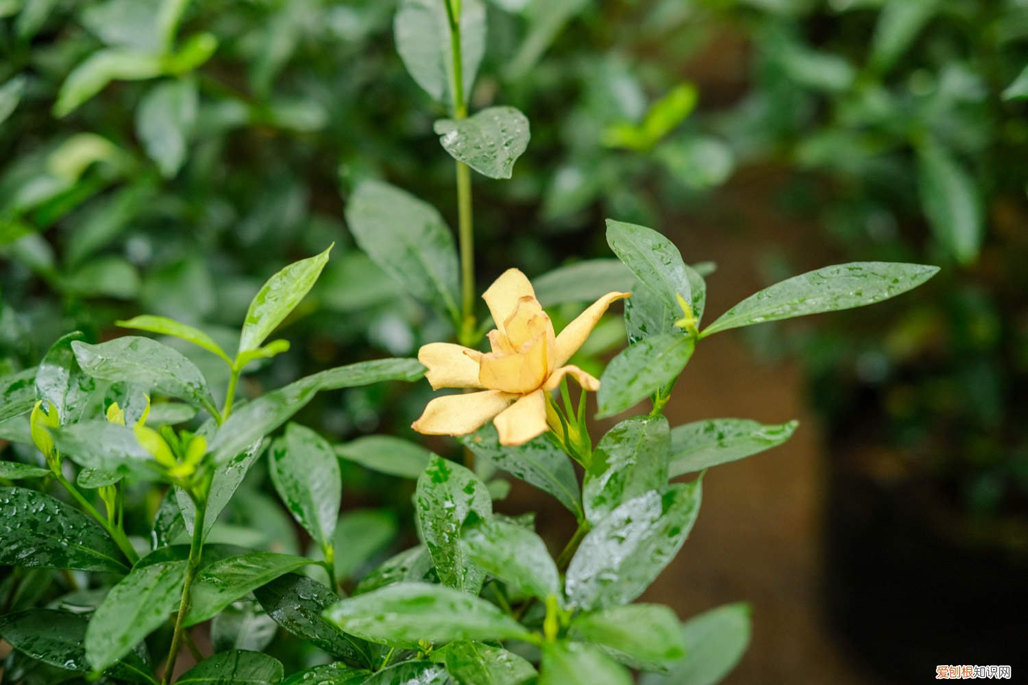 小叶栀子花要怎么养才好 小叶栀子花要怎么养