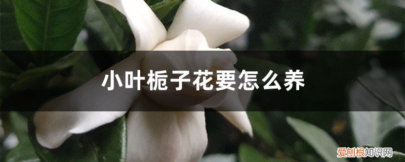 小叶栀子花要怎么养才好 小叶栀子花要怎么养
