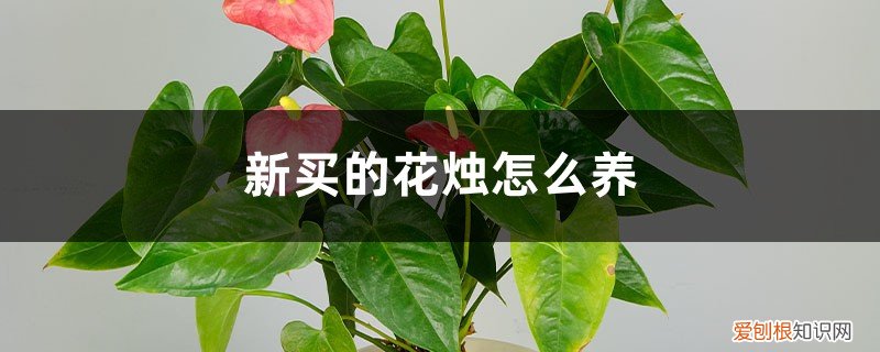 花烛要怎么养 新买的花烛怎么养