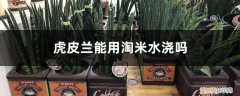 虎皮兰能用淘米水浇吗? 虎皮兰能用淘米水浇吗