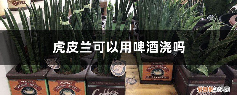 虎皮兰可以用啤酒浇吗怎么浇 虎皮兰可以用啤酒浇吗