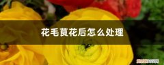 毛茛花后怎样处理 花毛茛花后怎么处理