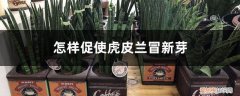 怎么促进虎皮兰根部萌发小芽儿 怎样促使虎皮兰冒新芽