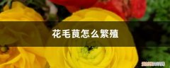 花毛茛盆栽的养殖方法 花毛茛怎么繁殖