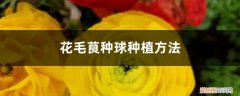 花毛茛 种球 花毛茛种球种植方法