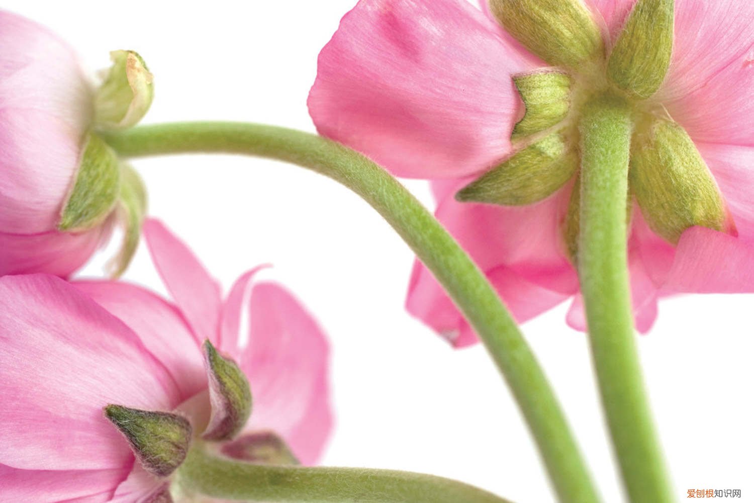 花毛茛 种球 花毛茛种球种植方法