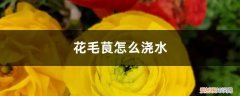 花毛茛浇水能浇到花上吗 花毛茛怎么浇水